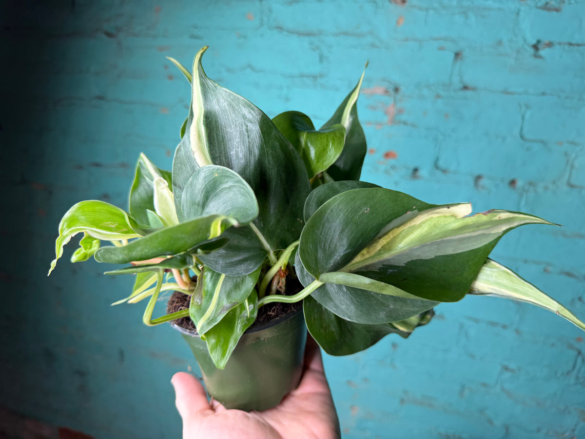 Philodendron Silver Stripe 4”