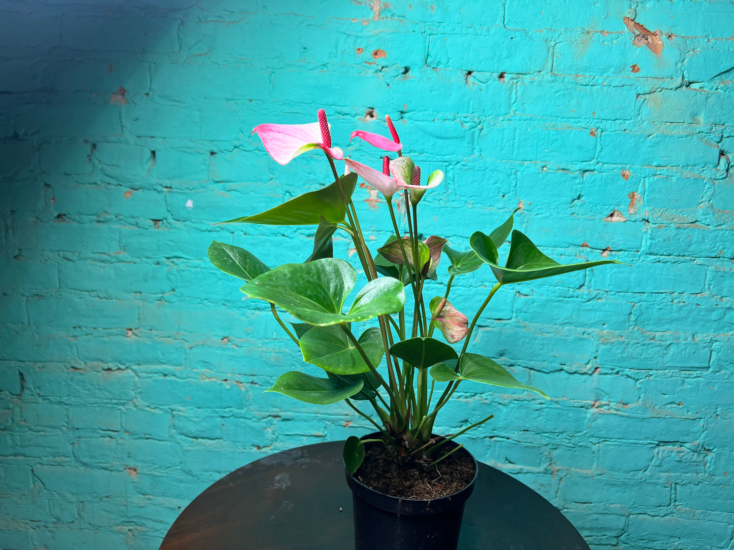 Anthurium White and Pink  6”