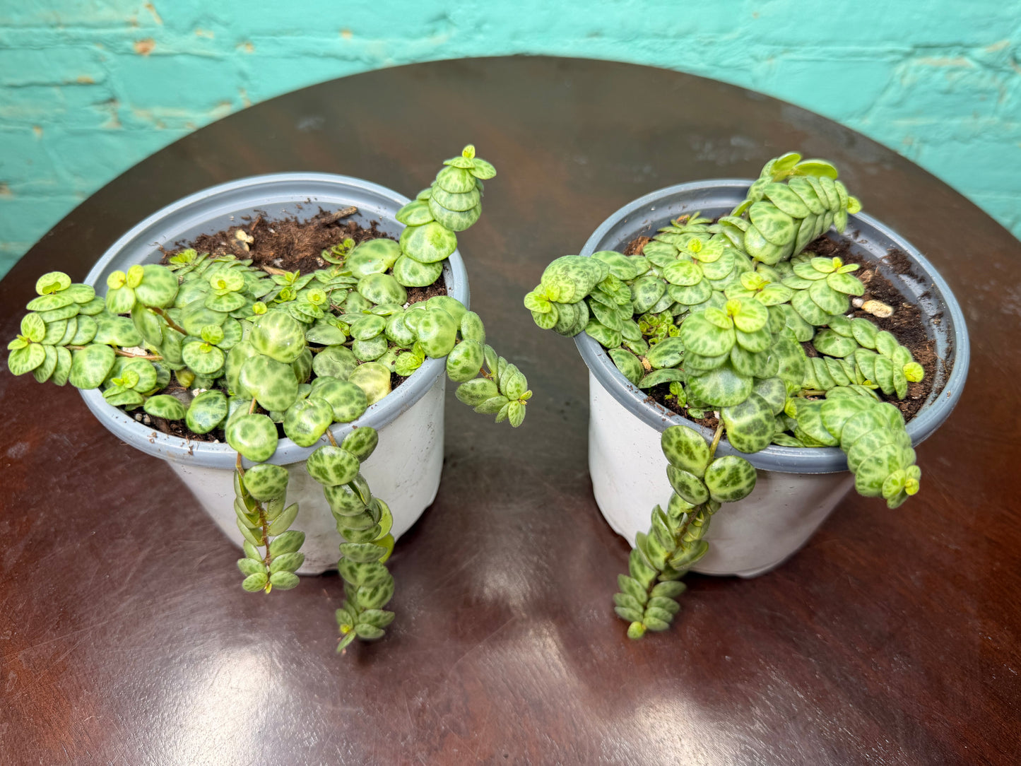 String of turtles 4” (Peperomia)