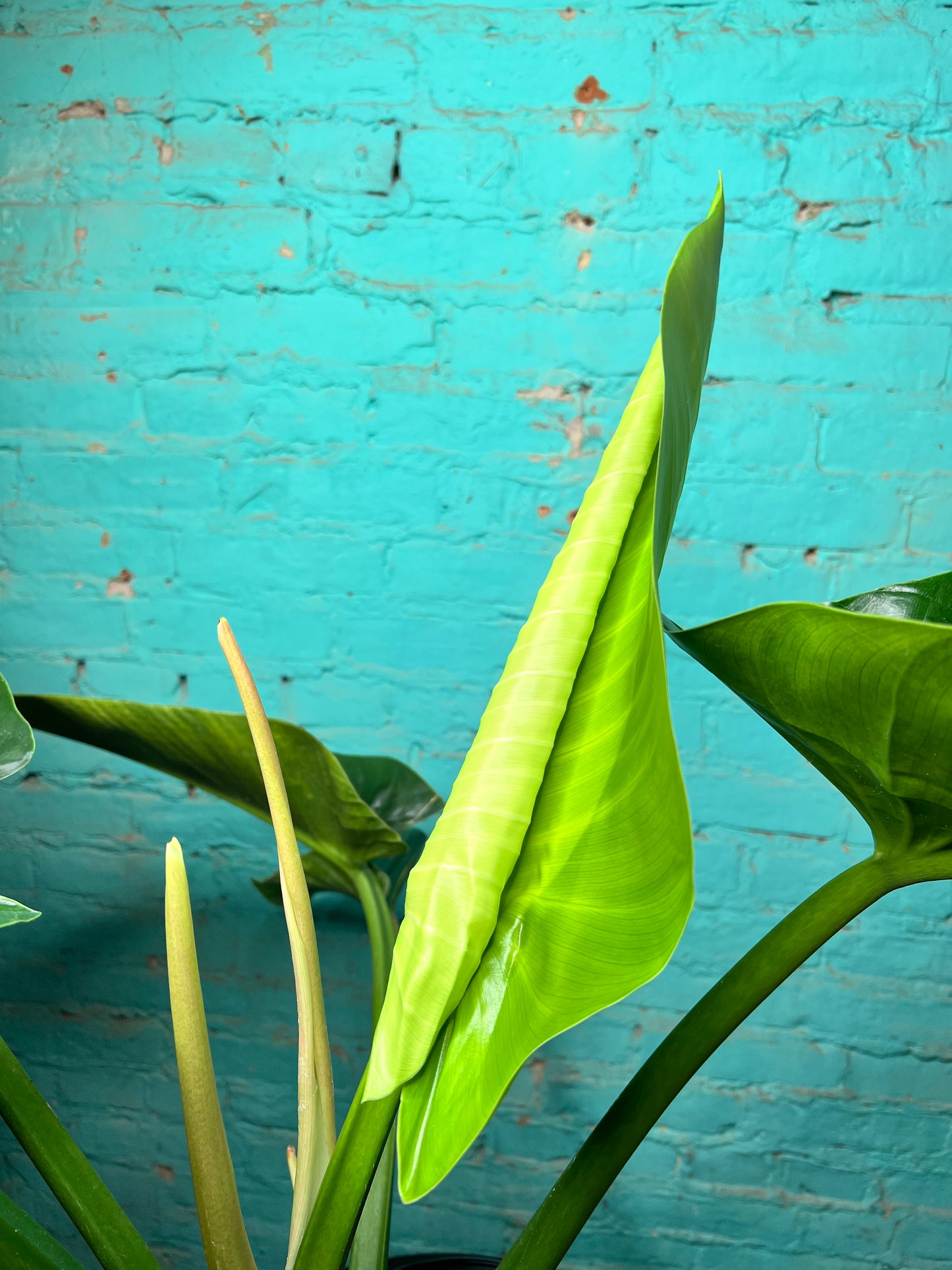 Philodendron Congo Thailand 10”