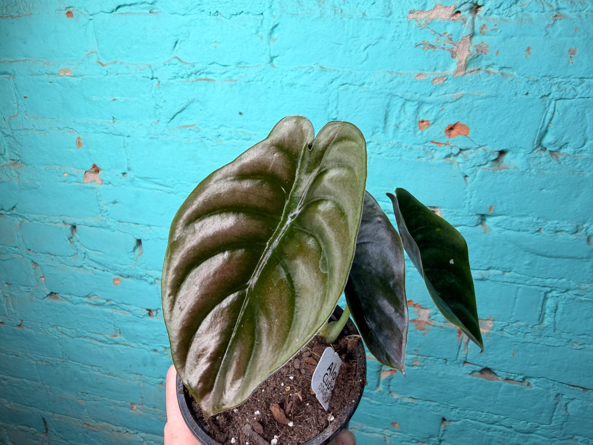Alocasia Cuprea