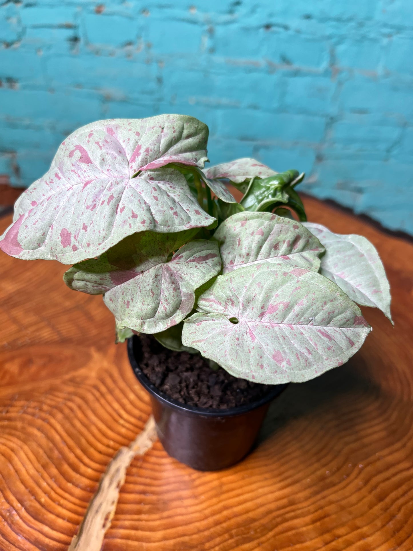 Syngonium Pink confetti