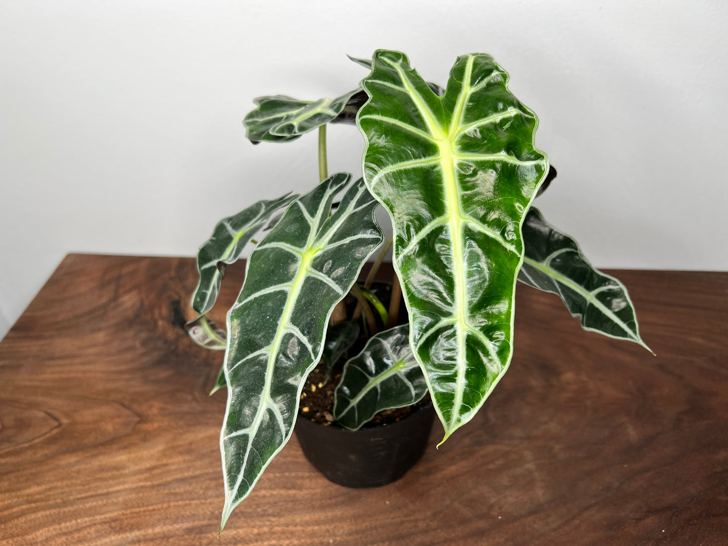 Alocasia Polly 6”