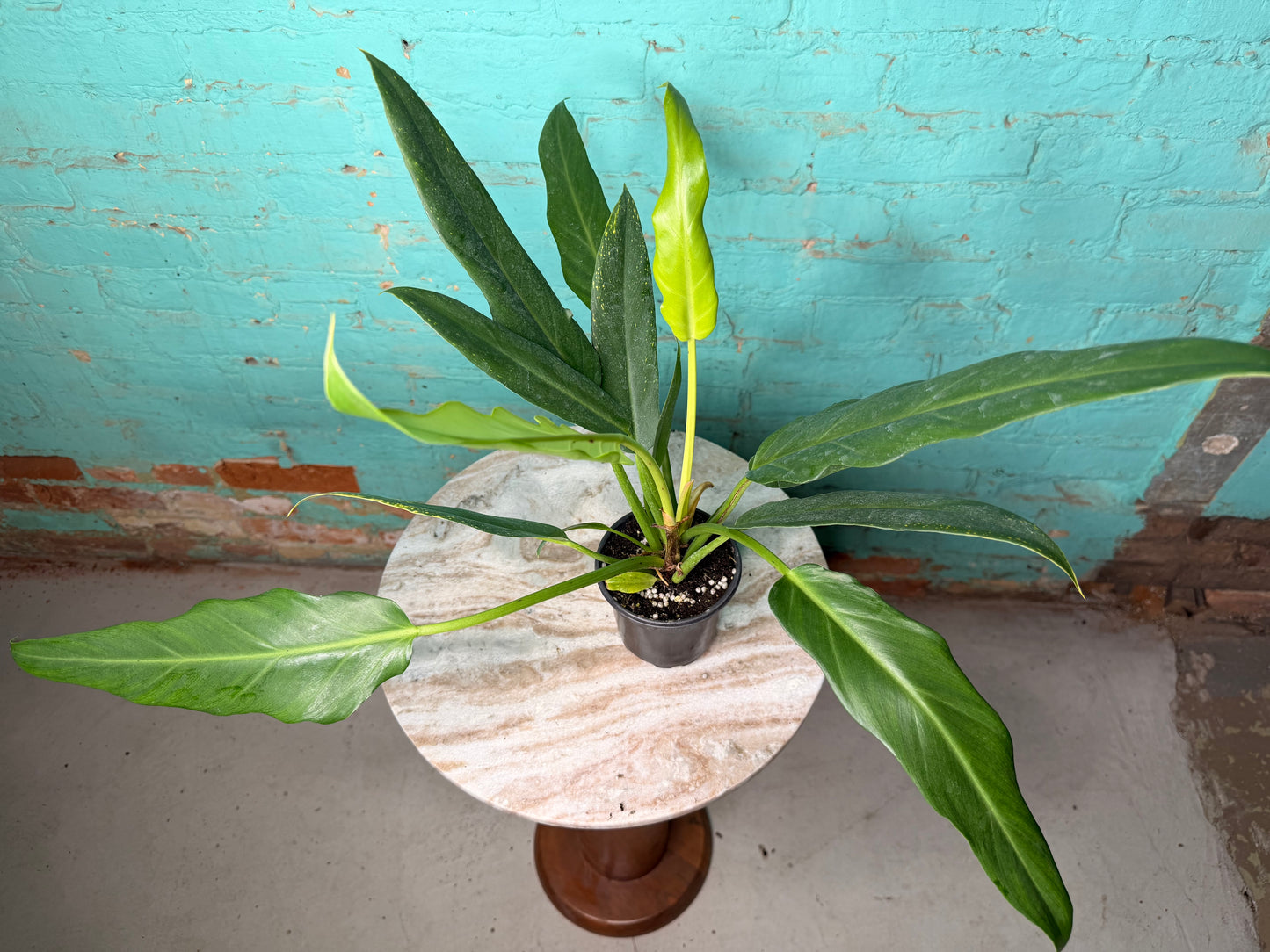 Philodendron Pluto 4”