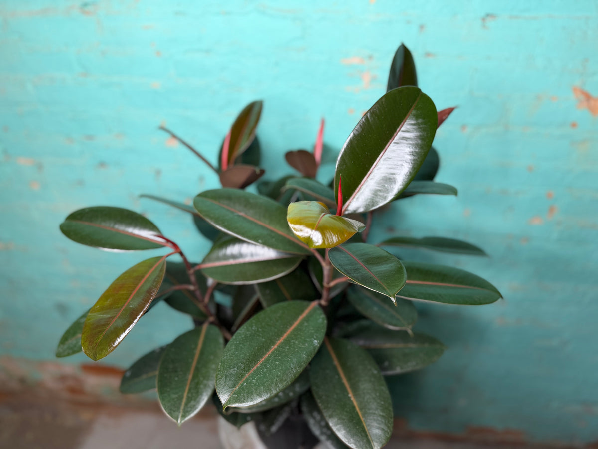Ficus Elastica “Rubber Tree” Burgundy 8”
