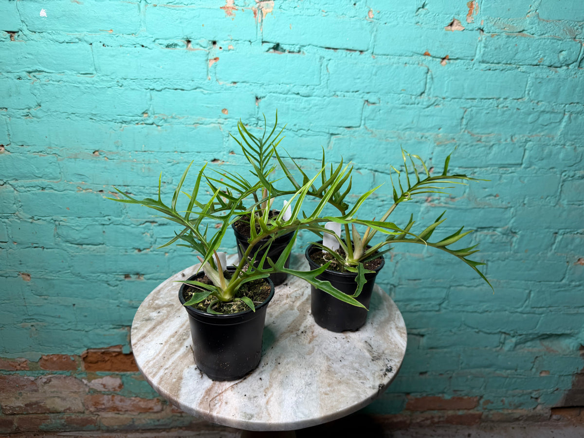 Philodendron Tortum 4”