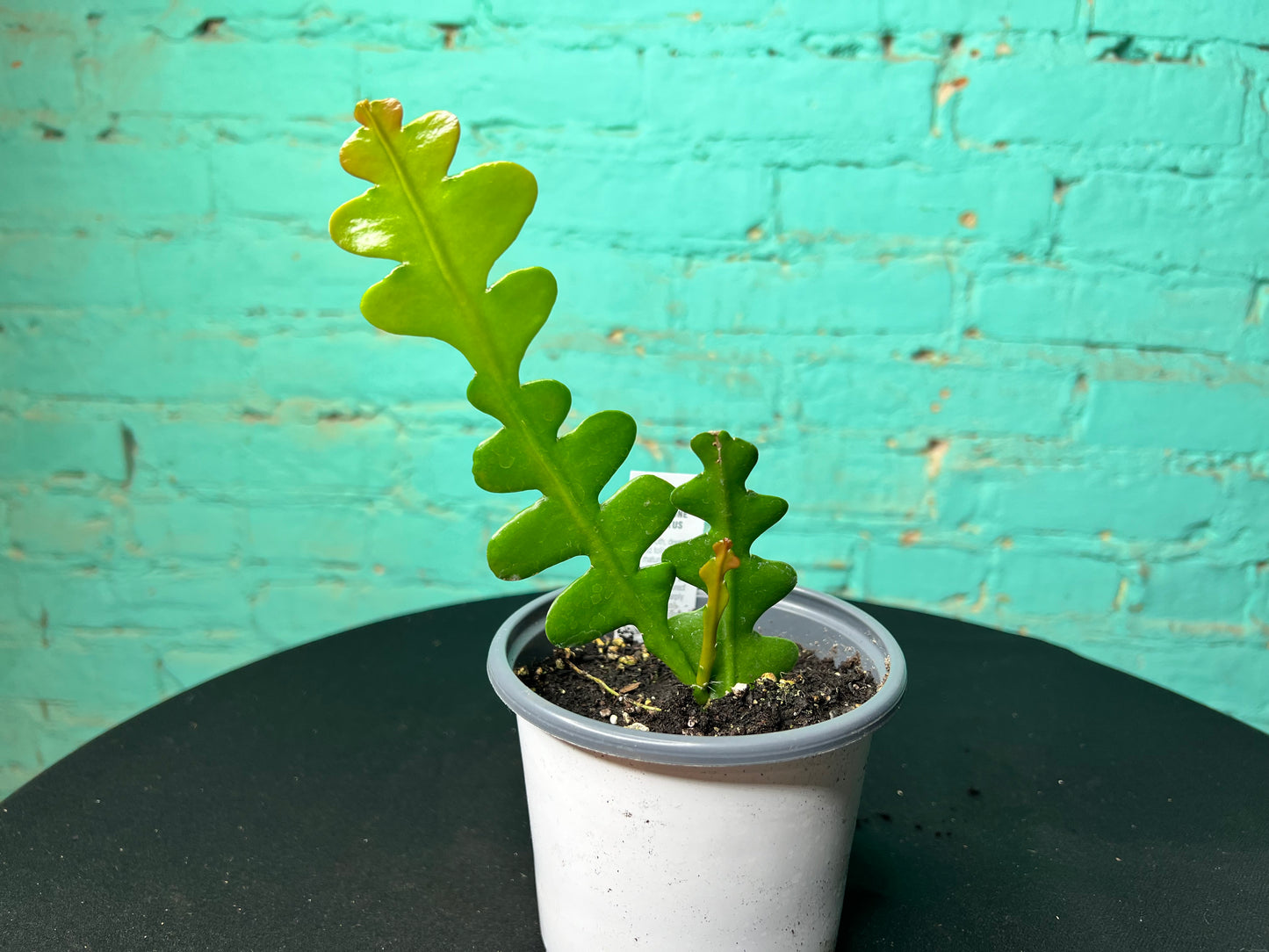 Ric Rac Cactus (fish bone) 4”