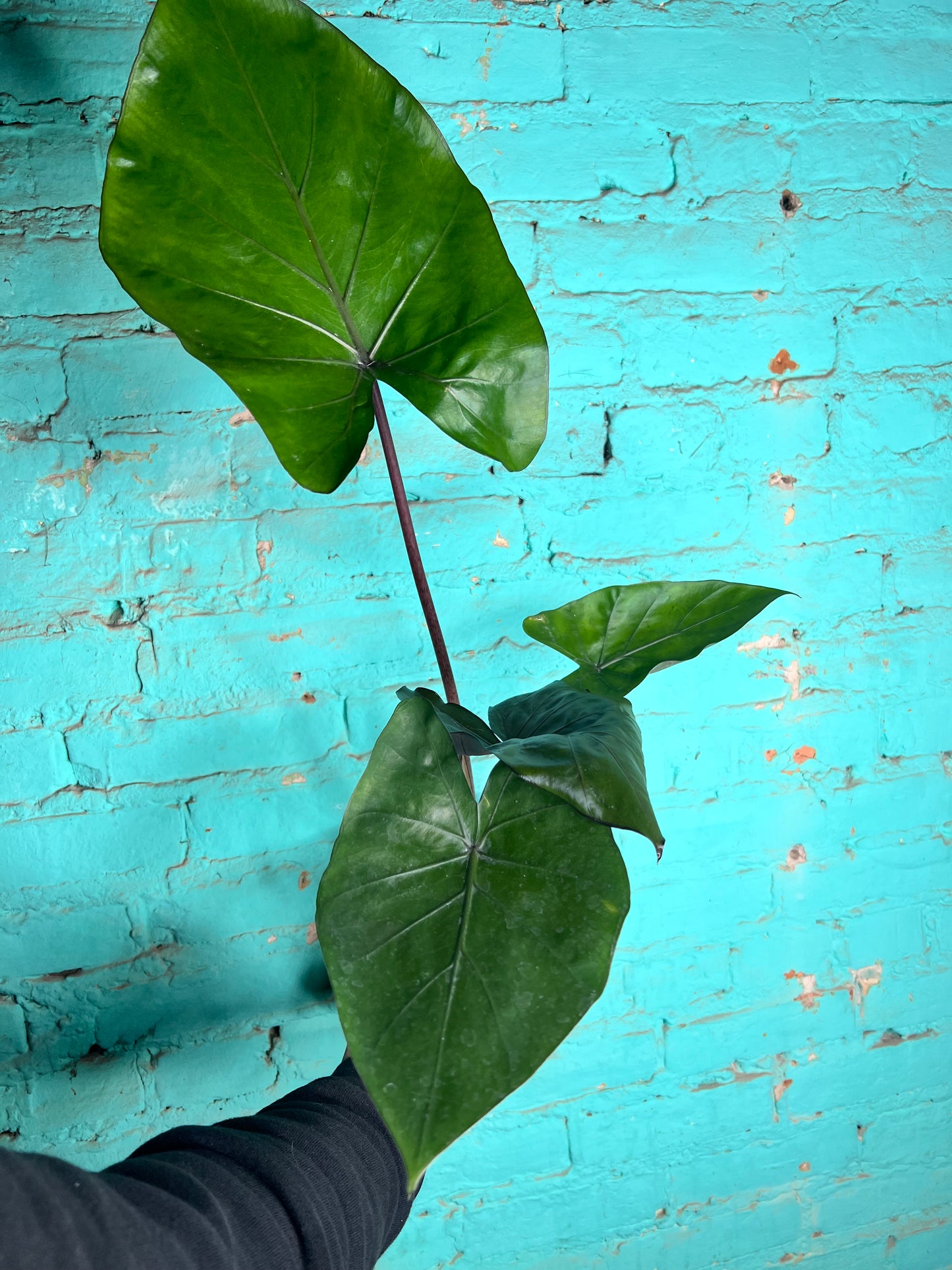 Alocasia Metalhead 6”