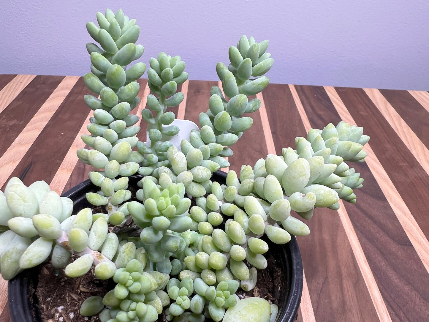 Donkey Tail 4”