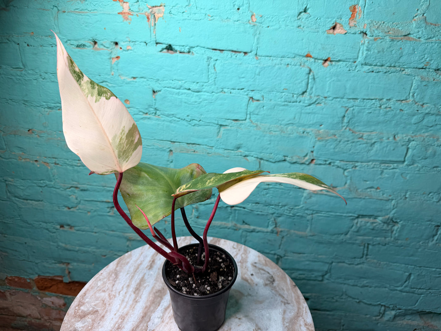 Philodendron-Strawberry Milkshake 4”