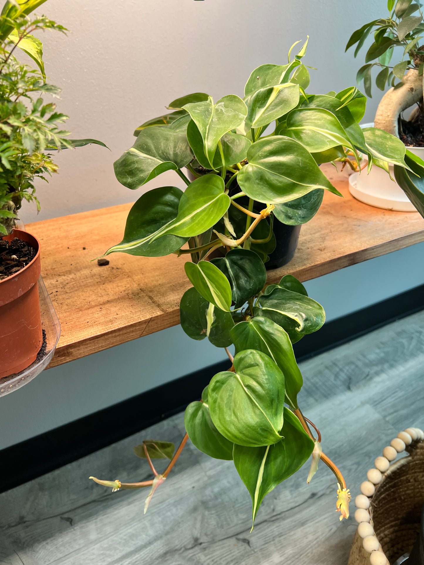 Philodendron Silver stripe 6”