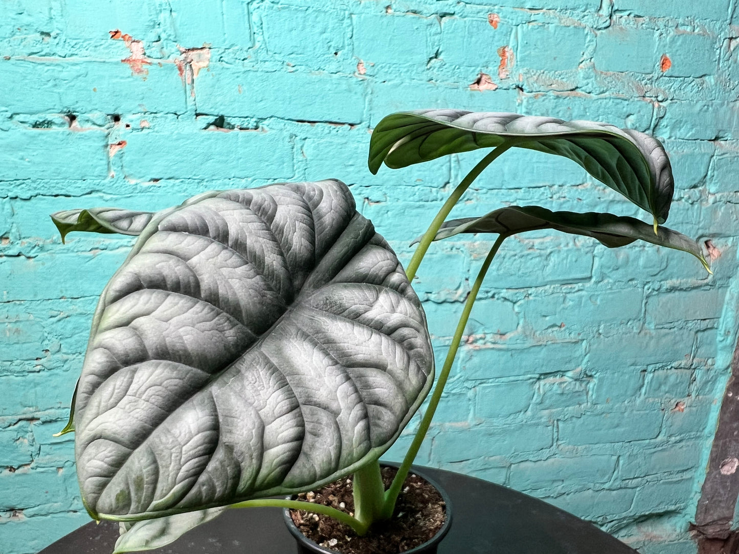 Alocasia Silver Dragon 4”