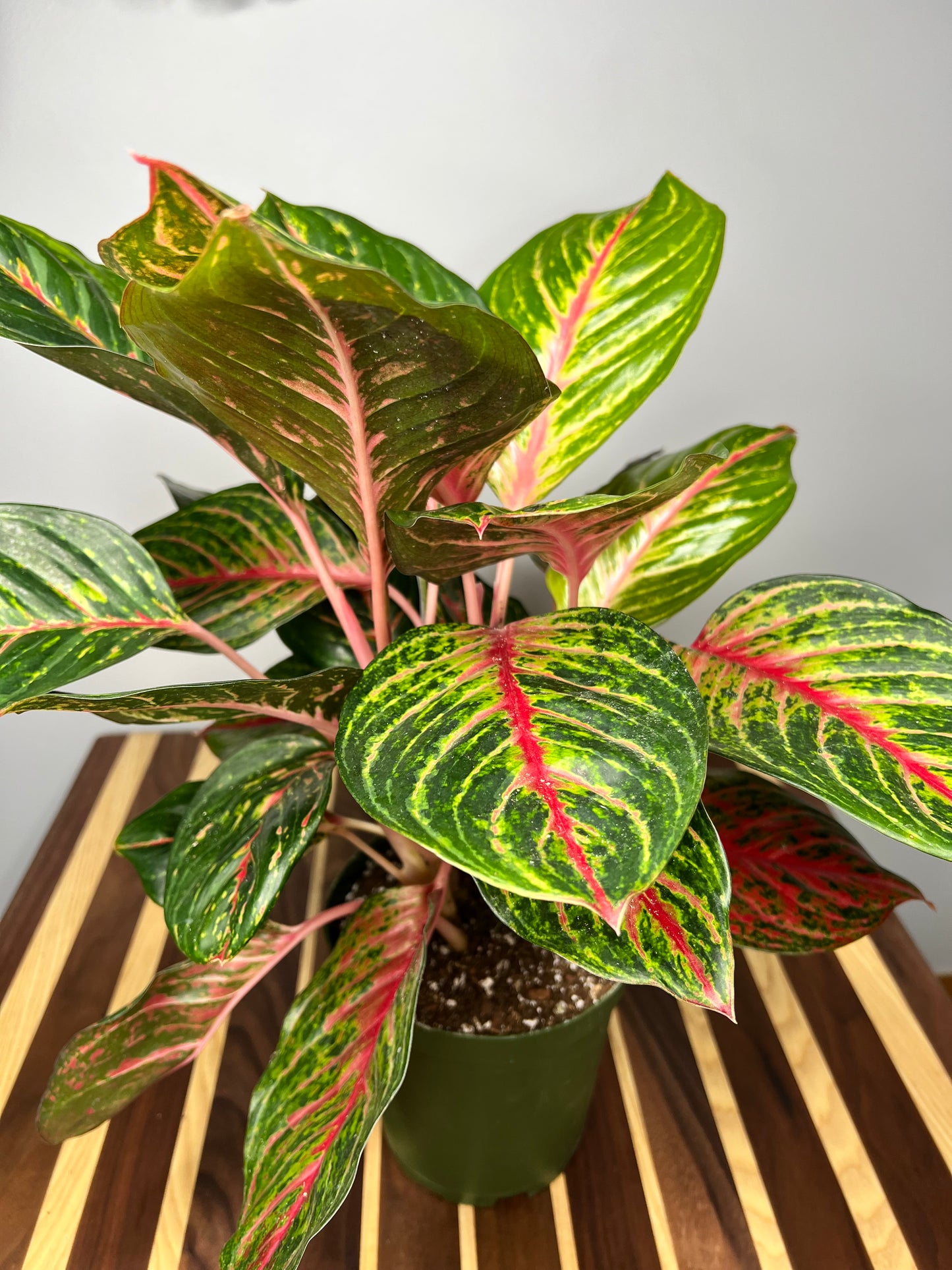 Aglaonema Red 6”