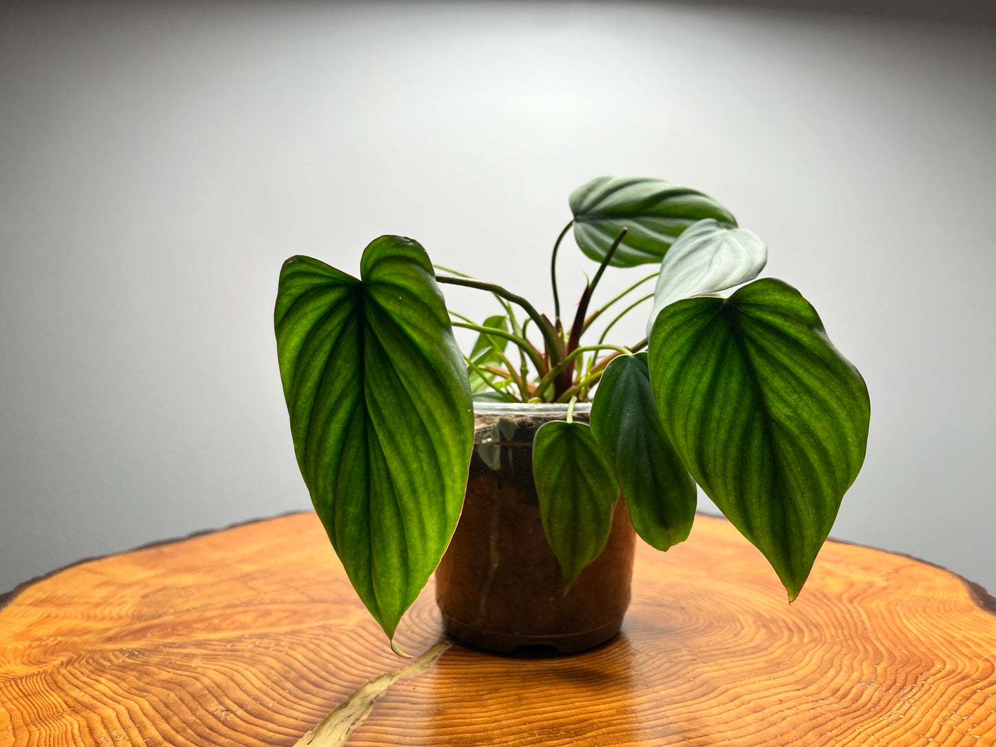 Philodendron Columbia