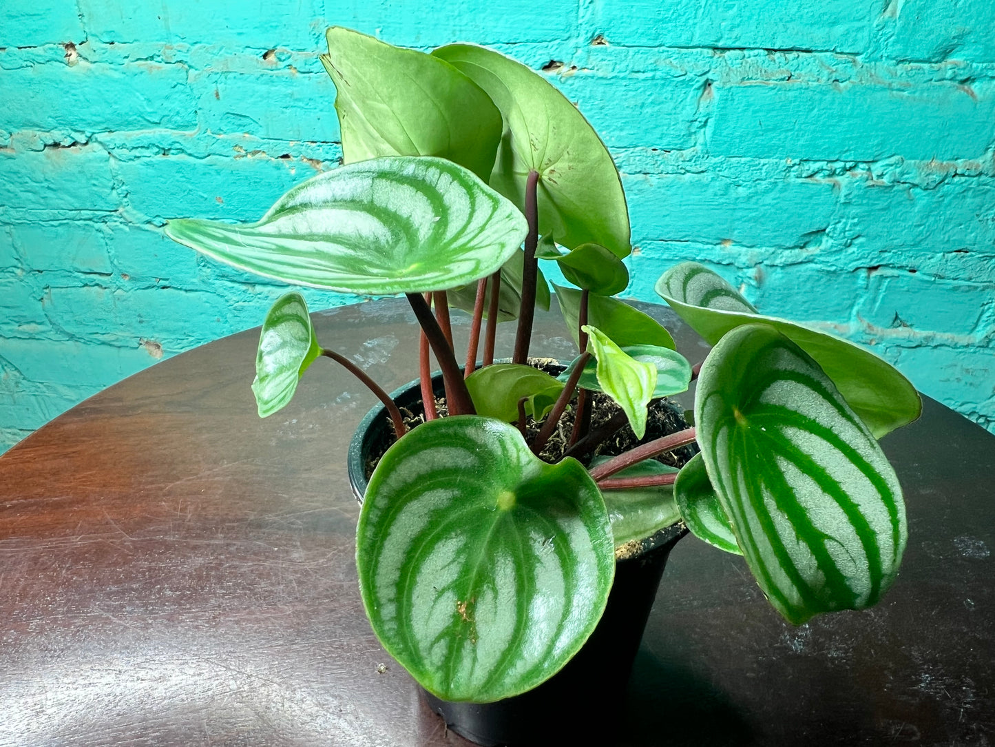 Peperomia Watermelon