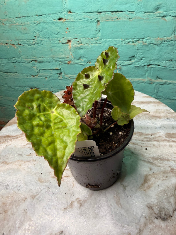Begonia Ferox 4”