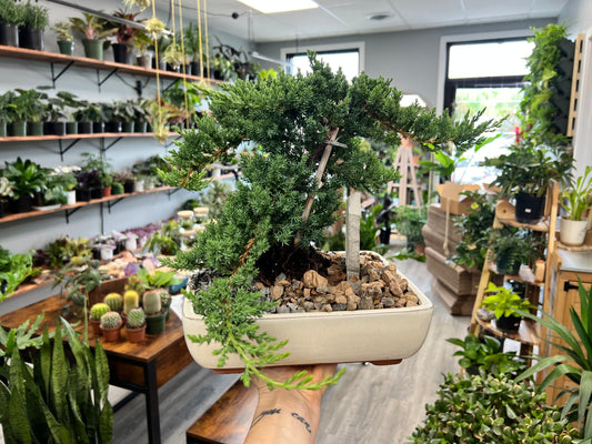 Bonsai tree 10”