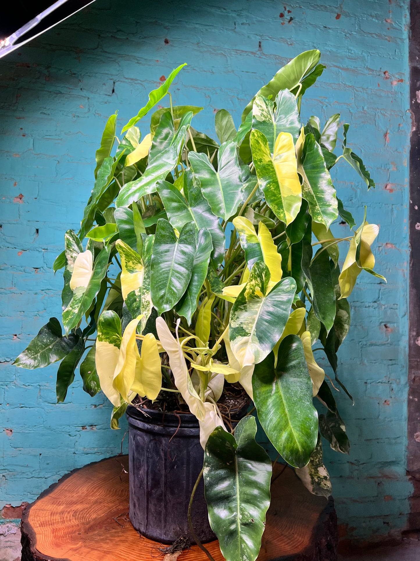 Philodendron Burle Marx Variegated 10” (Mature Plant)