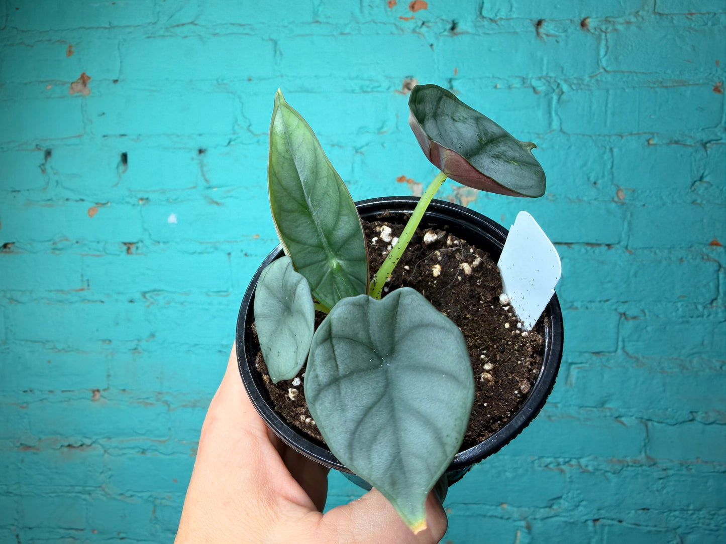 Alocasia Imperialis 4”