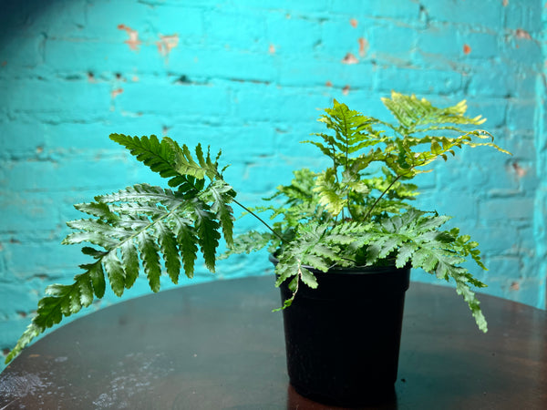 Autumn Fern 4”