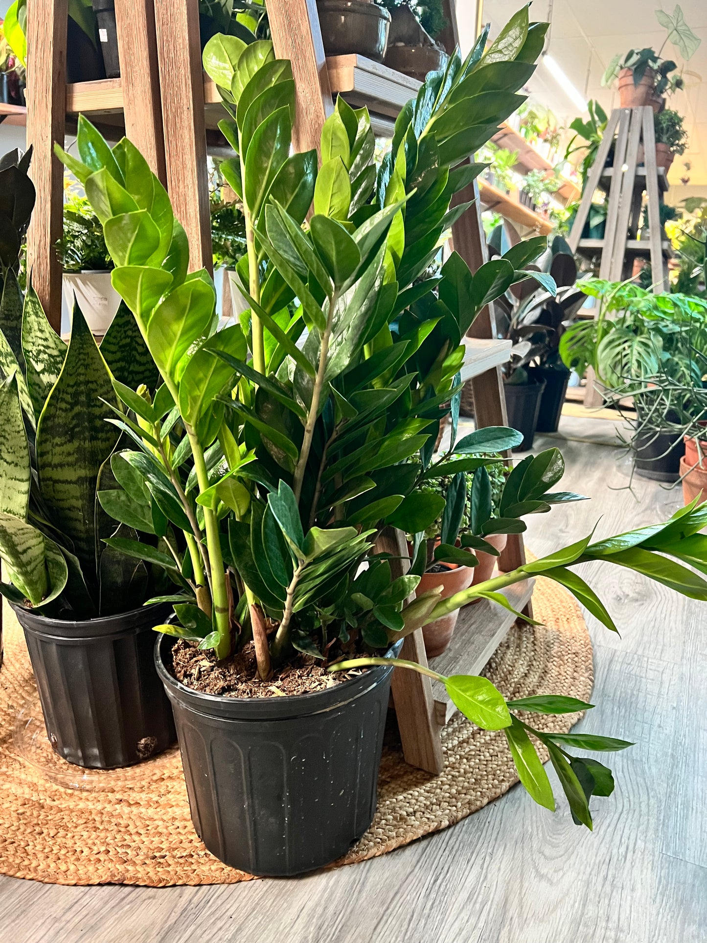 ZZ plant 10”