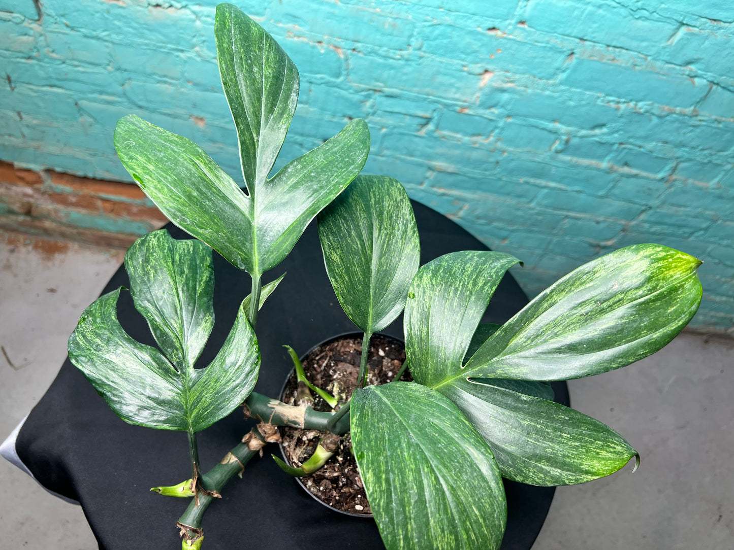 monstera decursiva Monstera Decursiva Variegated 6” “Dragon Tail”