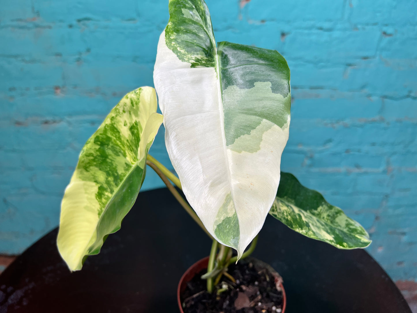 Philodendron Burle Marx Variegated 4”