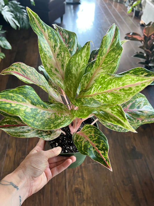 Aglaonema- pink splash