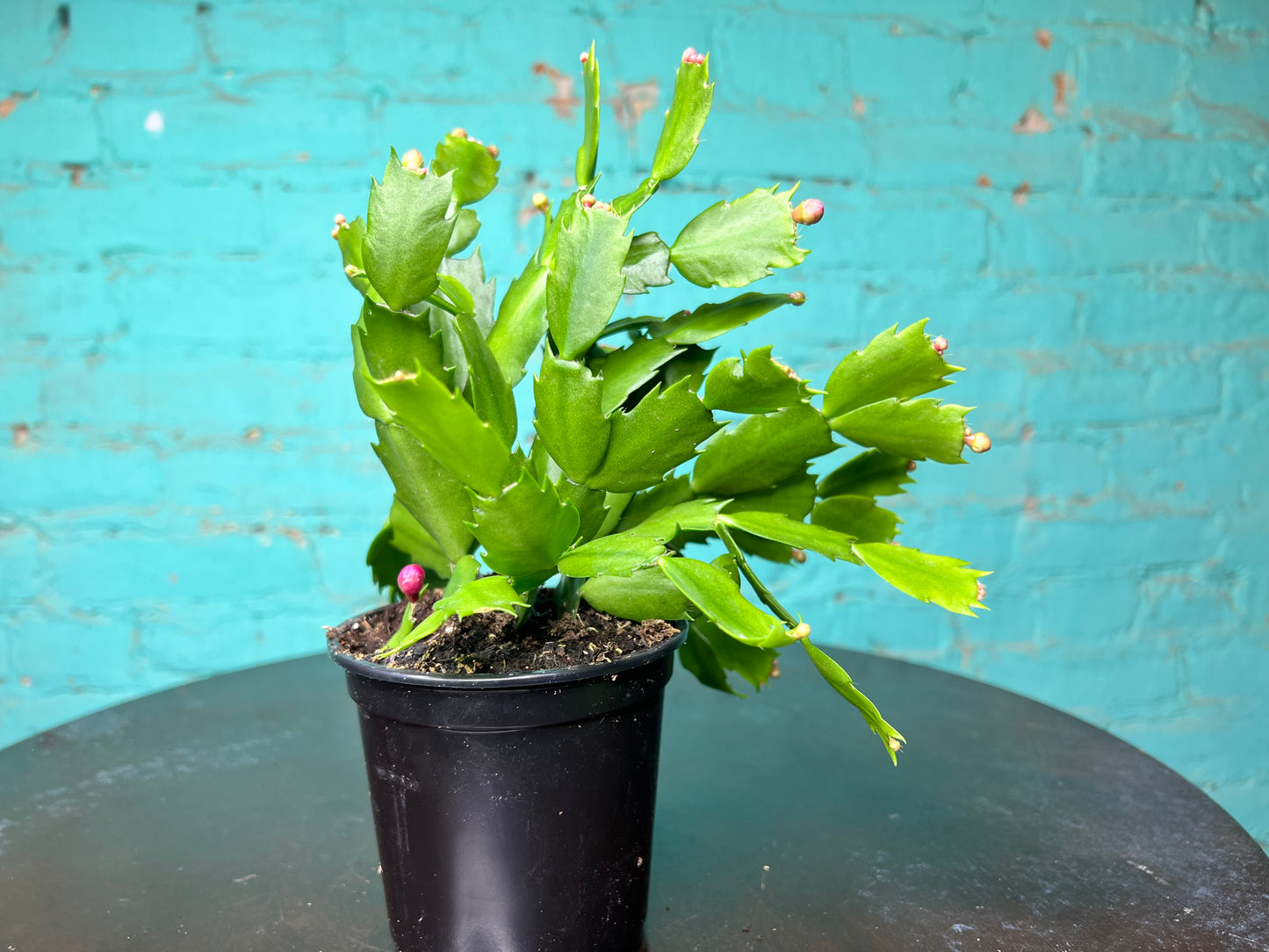 Christmas Cactus 4”