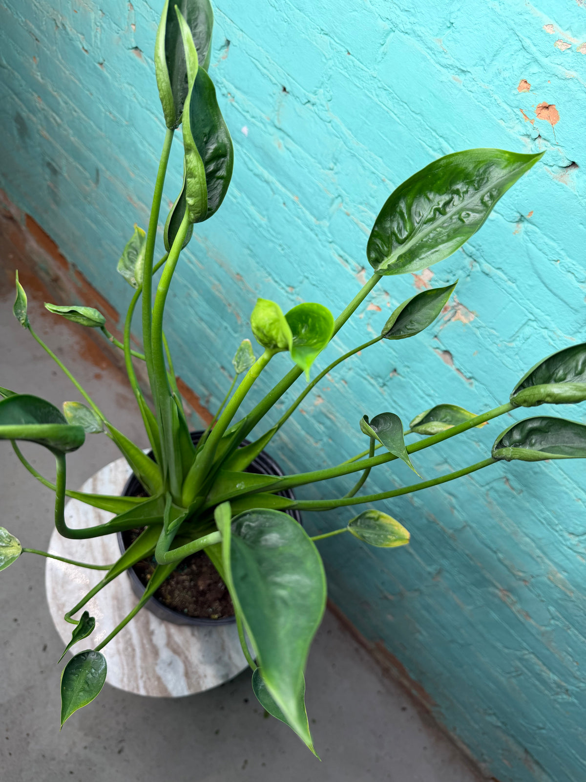 Alocasia Tiny Dancer 8”