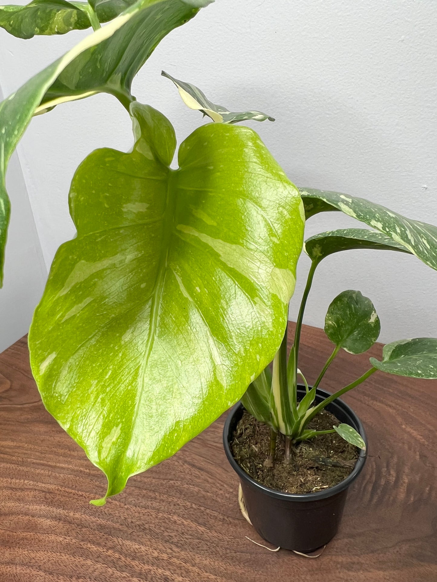 Monstera Thai constellation (small 4”)