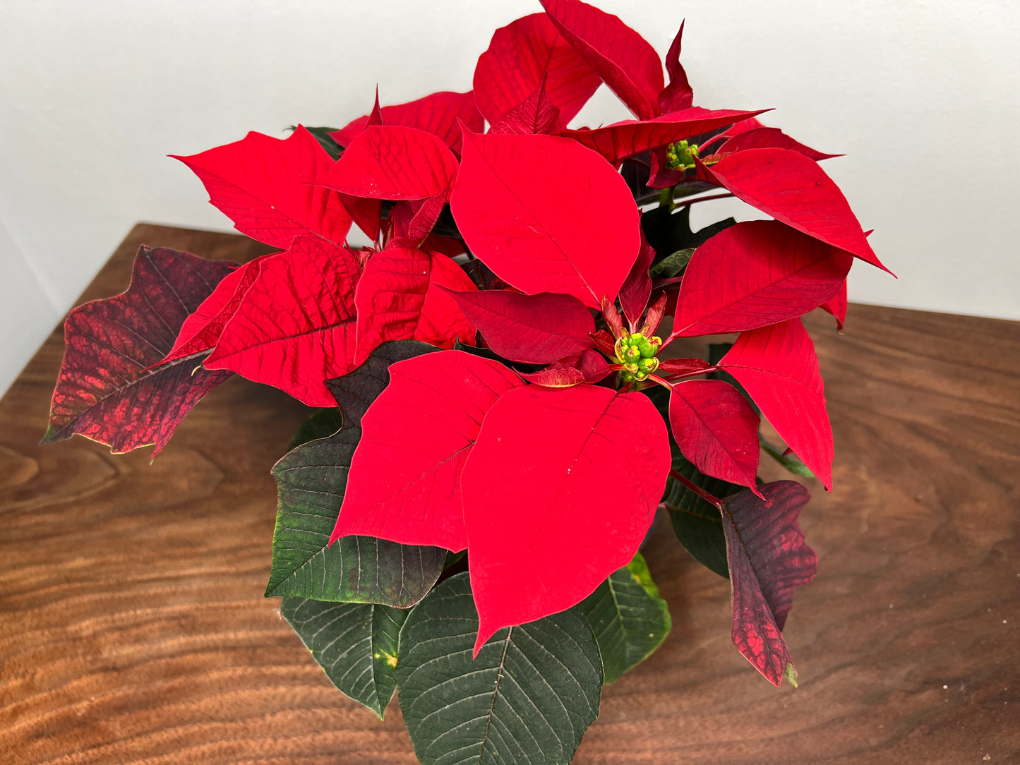 Poinsettia 4” Red