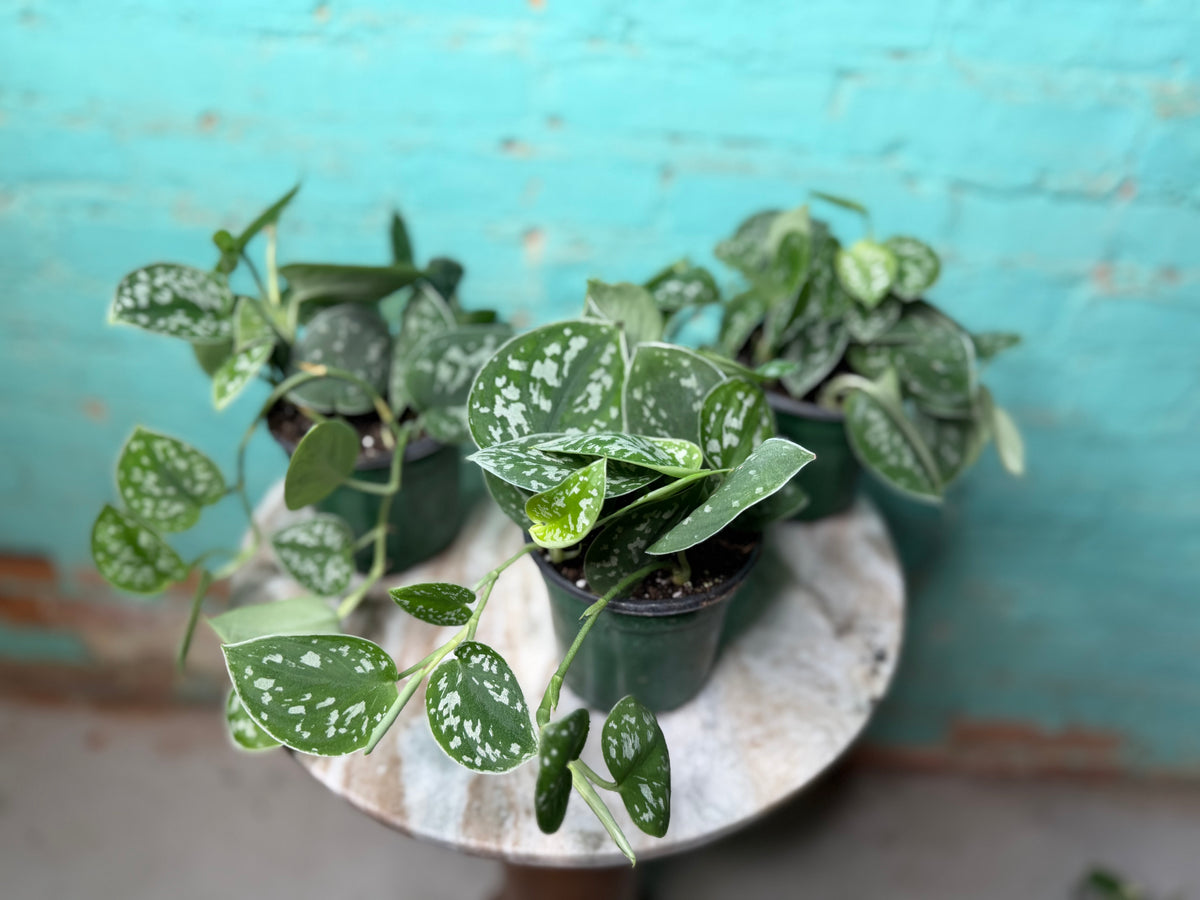 Scindapsus-Silvery Ann 4”