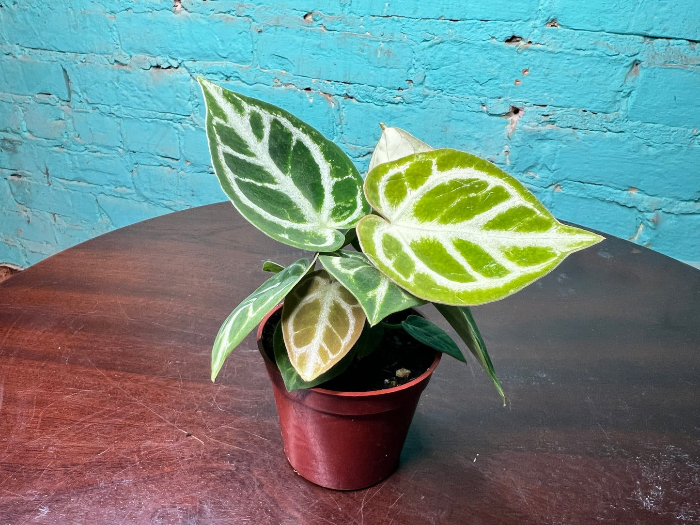 Anthurium Doryaki 3”