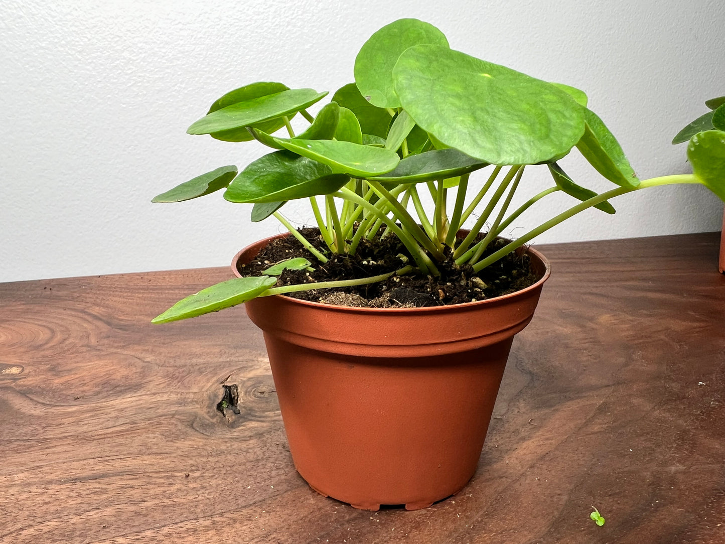 Pilea Peperomioides (4inch) Chinese Money Plant