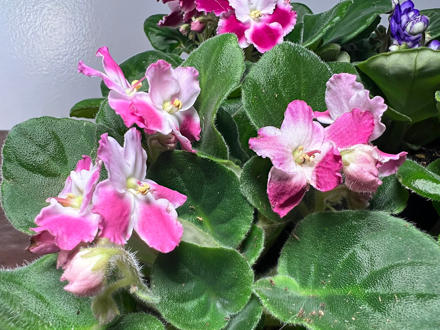 African Violet 4” hybrid