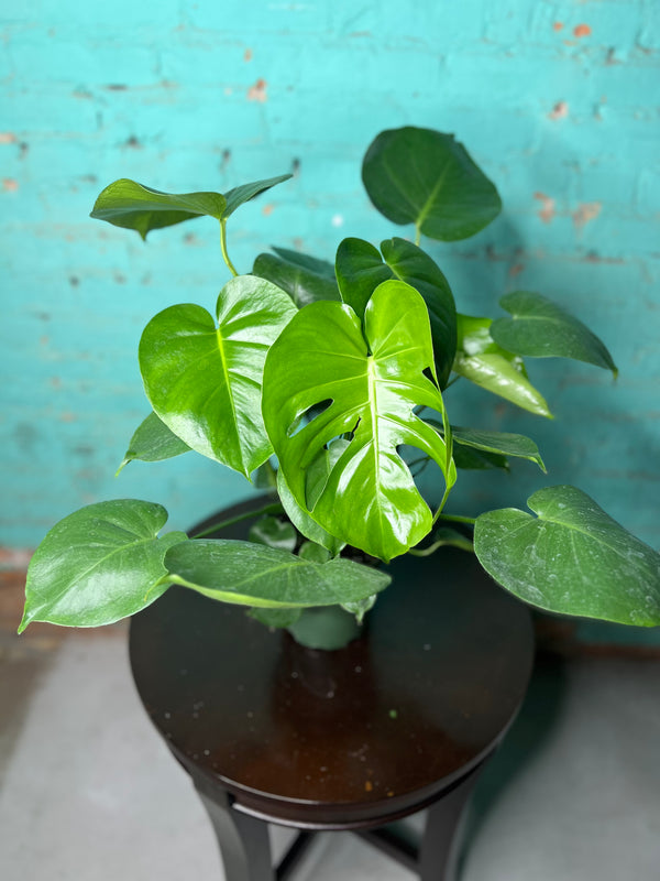 6 inch monstera deliciosa Monstera Deliciosa 6” – The Rooted Plant Shop