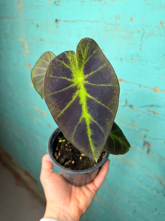 Colocasia Black Beauty 4”
