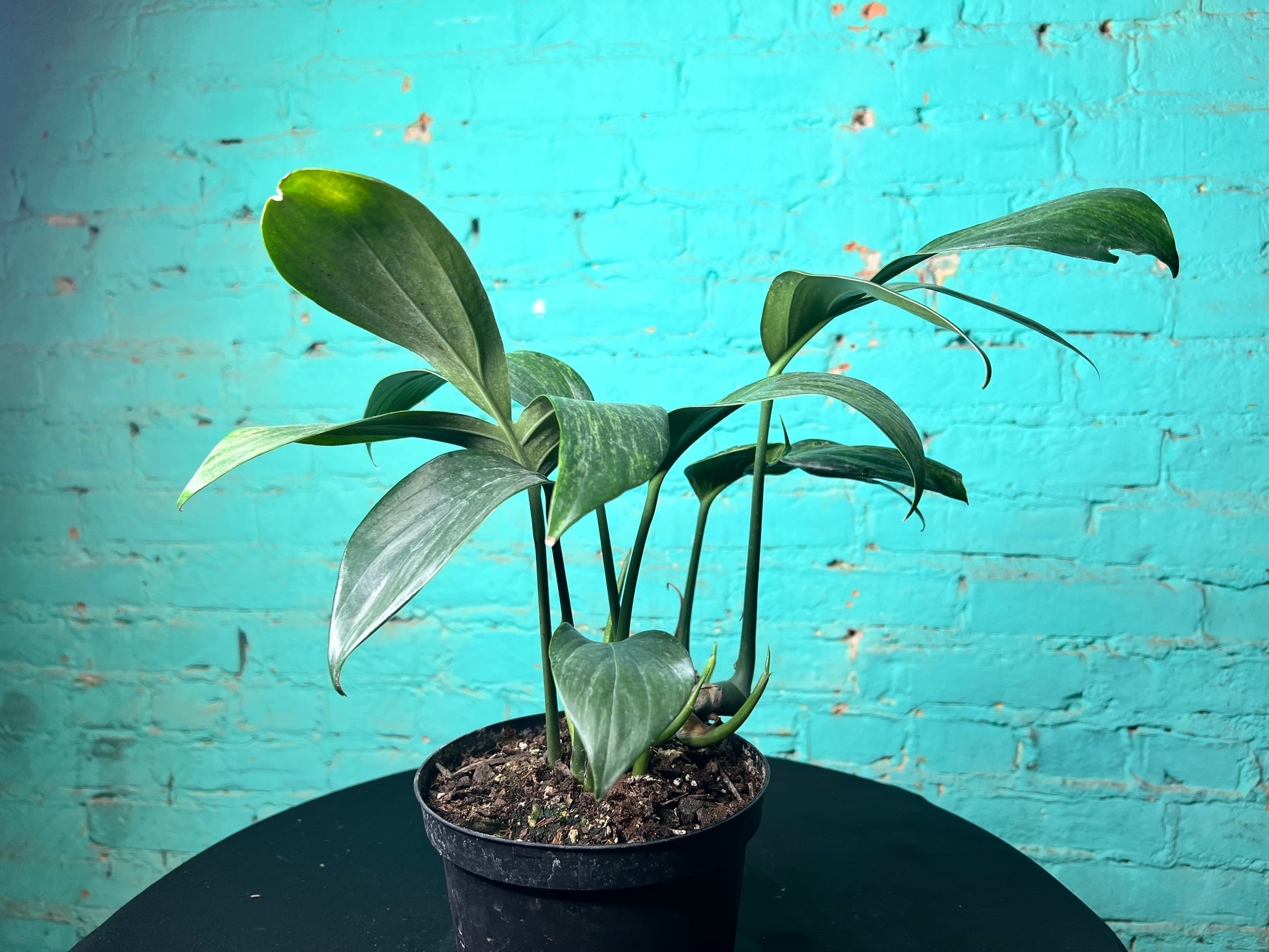 dragon tail indoor plant Monstera Decursiva Variegated 6” “Dragon Tail”