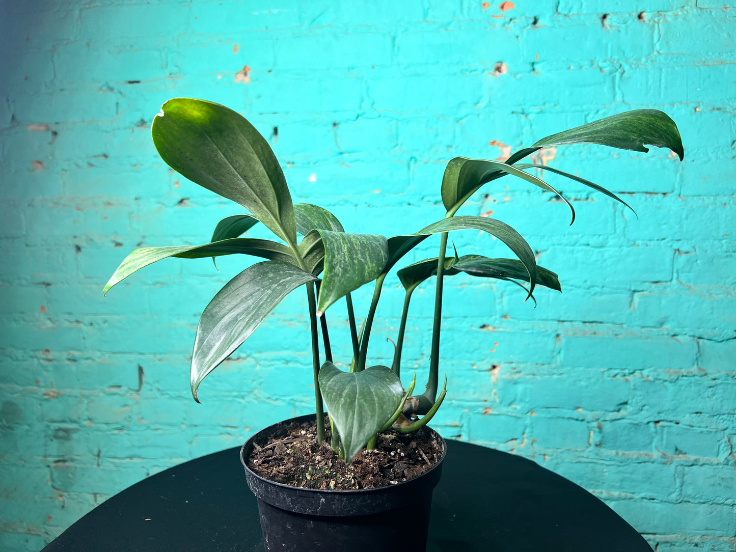 Monstera Decursiva Variegated 6” “Dragon Tail”