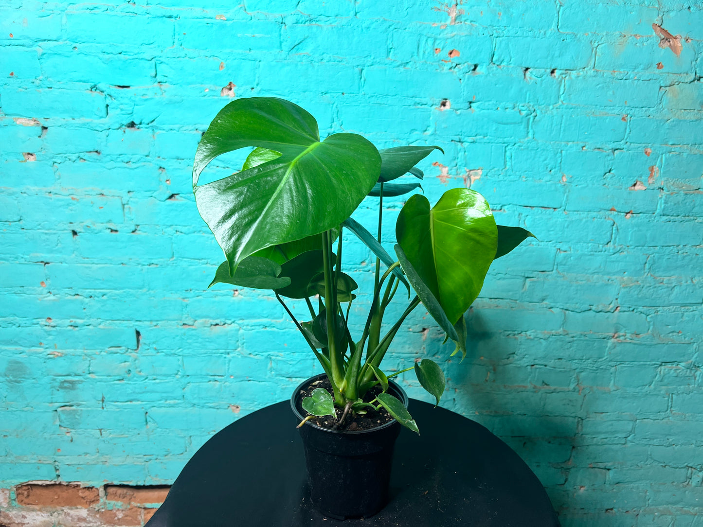 Monstera Deliciosa 6”