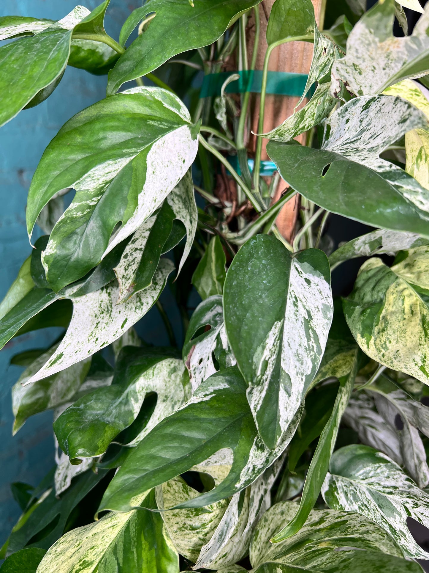 Epipremnum Pinnatum Marble Flame 10” totem