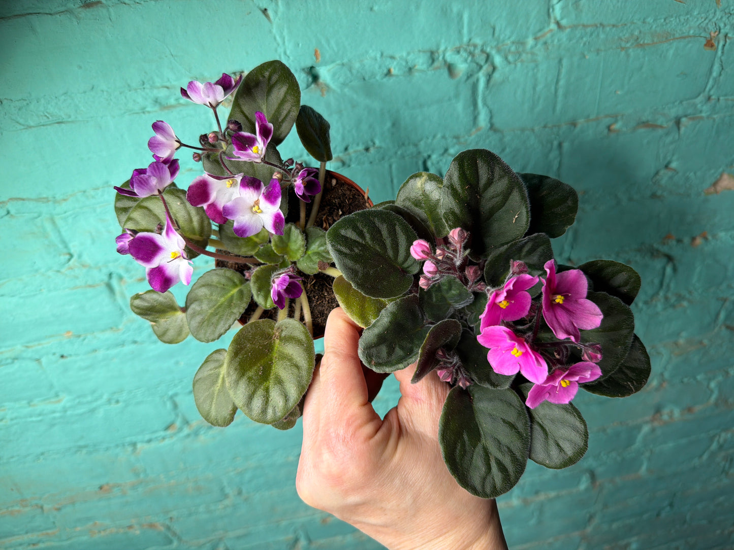 African Violet 4”