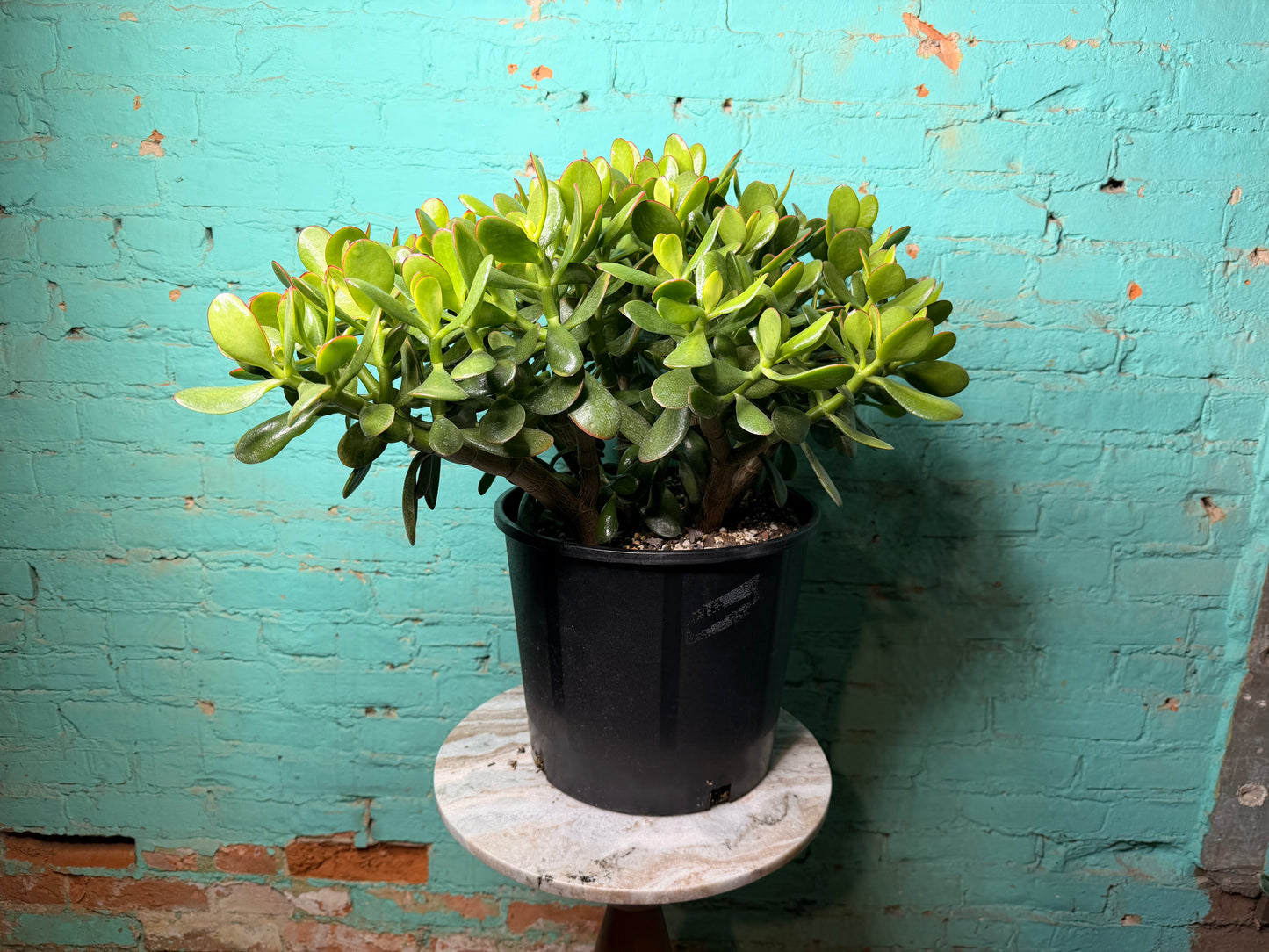 Jade  12”