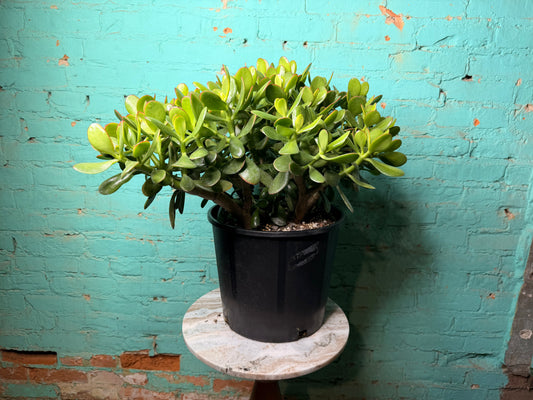 Jade  12”