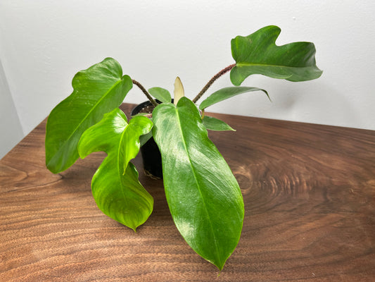 Philodendron Squamiferum