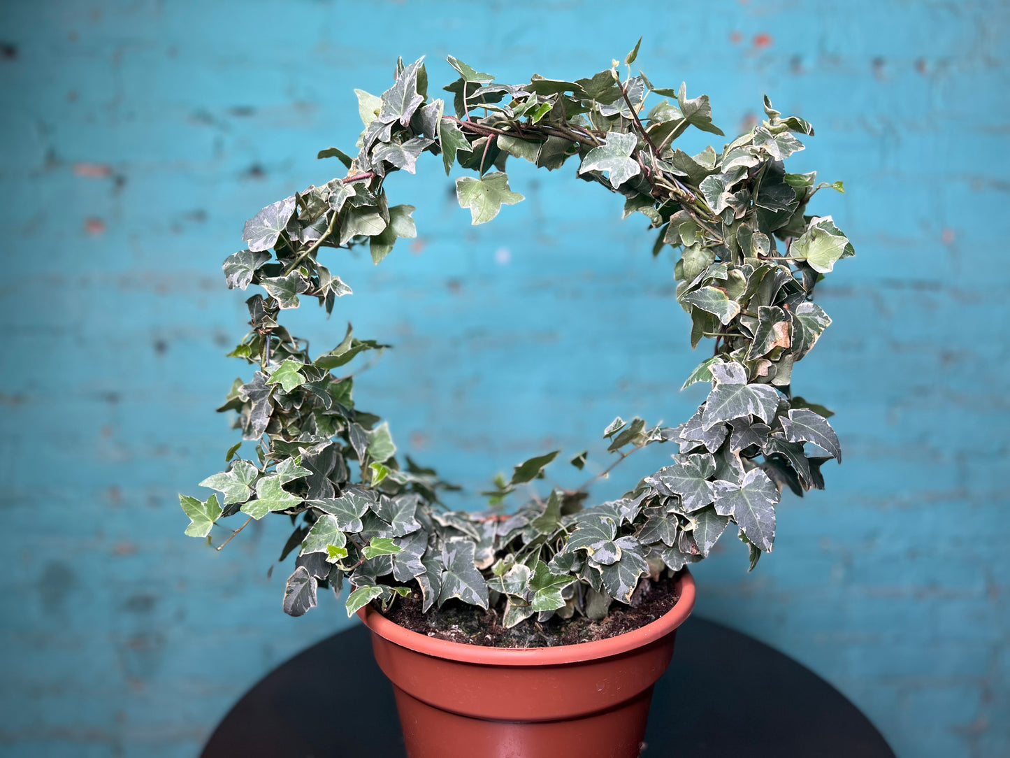 Ivy Topiary Circle 8”