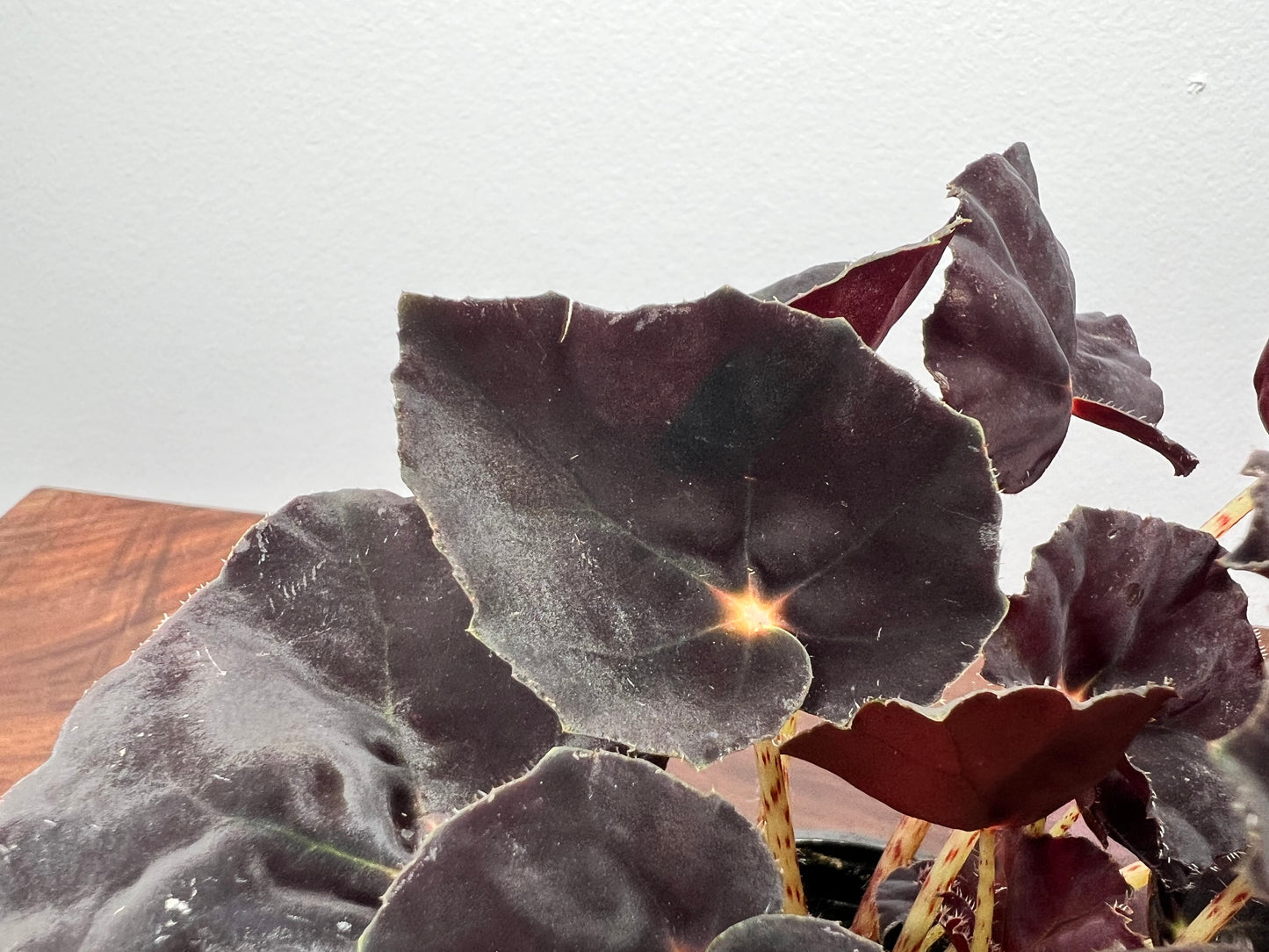 Begonia Dark Mambo