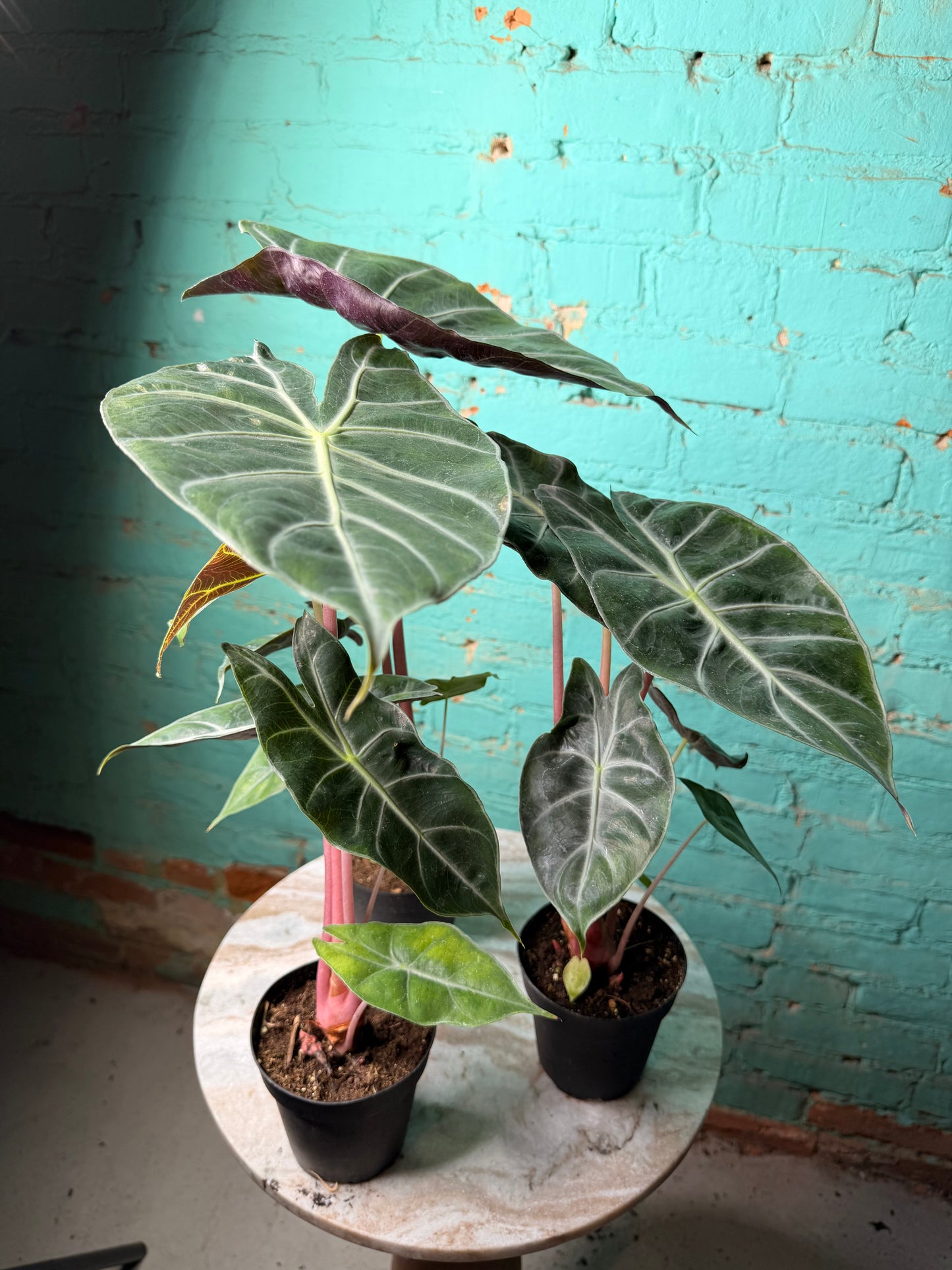 Alocasia Morocco (Pink Dragon) 4”