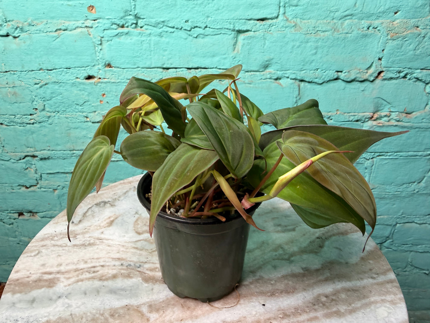 Philodendron Mican 4”
